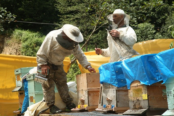 Madenli’de Arıcılığı Geliştirme Projesi Hayata Geçti
