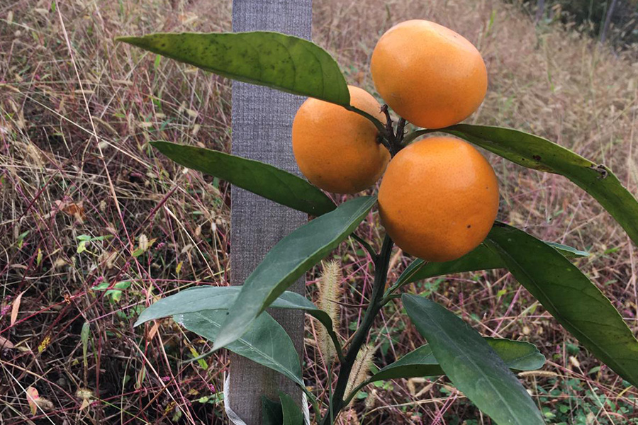 Mandalina Fidanları