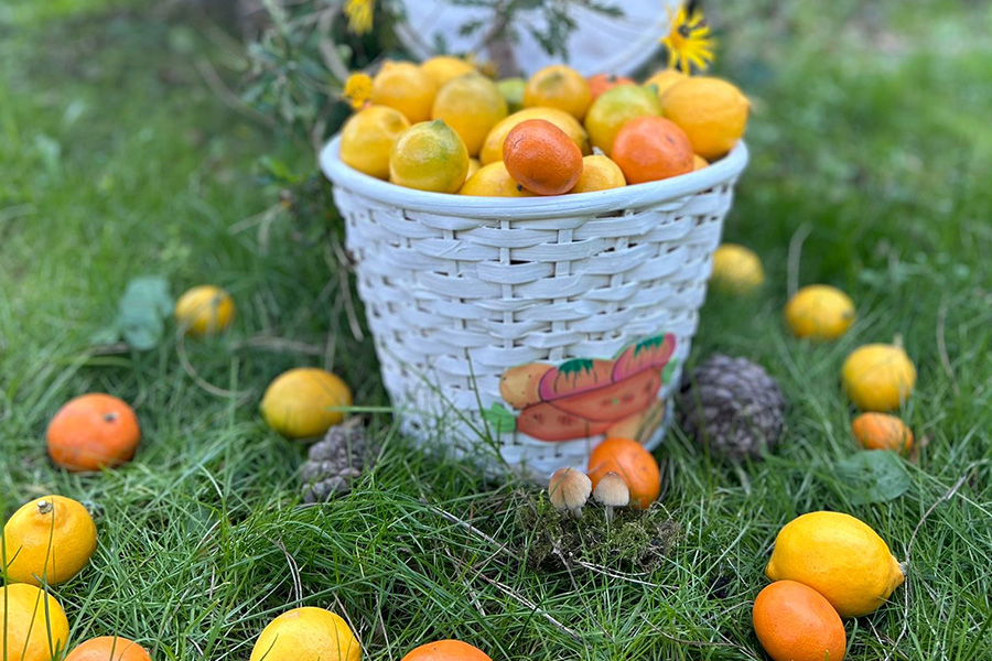 Fidanlığımızdan Limon ve Mandalinalar